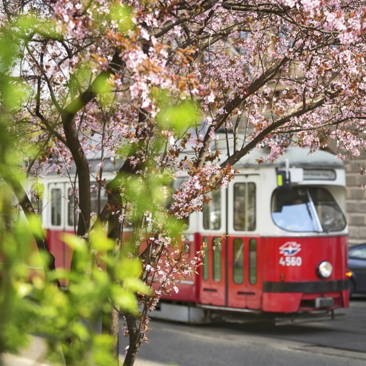 Straßenbahn im frühlingshaften Wien.