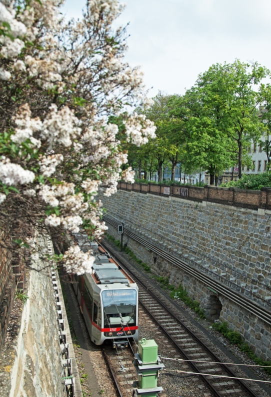 Zug der Linie U6 bei der Burggasse vor blühenden Sträuchern, April14