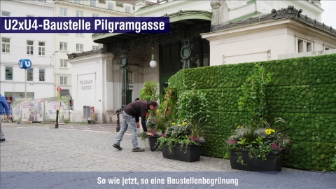 Begrünter Bauzaun - Pilgramgasse
